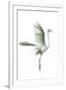 Great Egret in Flight, Digitally Altered-Rona Schwarz-Framed Photographic Print