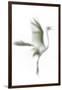 Great Egret in Flight, Digitally Altered-Rona Schwarz-Framed Photographic Print