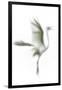 Great Egret in Flight, Digitally Altered-Rona Schwarz-Framed Photographic Print