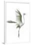 Great Egret in Flight, Digitally Altered-Rona Schwarz-Framed Premium Photographic Print