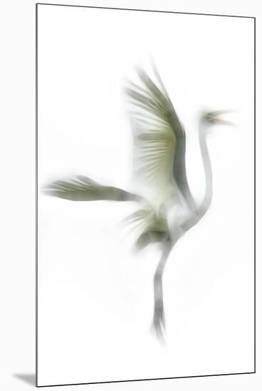 Great Egret in Flight, Digitally Altered-Rona Schwarz-Mounted Premium Photographic Print