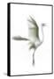 Great Egret in Flight, Digitally Altered-Rona Schwarz-Framed Stretched Canvas