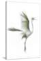 Great Egret in Flight, Digitally Altered-Rona Schwarz-Stretched Canvas