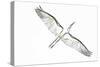 Great Egret in Flight, Digitally Altered-Rona Schwarz-Stretched Canvas