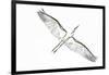 Great Egret in Flight, Digitally Altered-Rona Schwarz-Framed Photographic Print