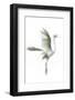 Great Egret in Flight, Digitally Altered-Rona Schwarz-Framed Photographic Print