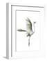 Great Egret in Flight, Digitally Altered-Rona Schwarz-Framed Photographic Print