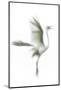 Great Egret in Flight, Digitally Altered-Rona Schwarz-Mounted Photographic Print