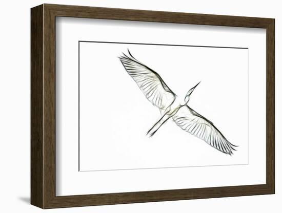 Great Egret in Flight, Digitally Altered-Rona Schwarz-Framed Photographic Print