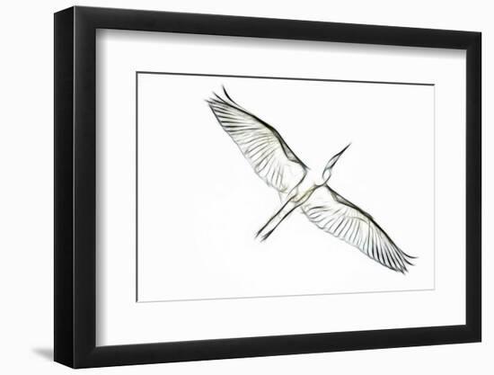 Great Egret in Flight, Digitally Altered-Rona Schwarz-Framed Photographic Print