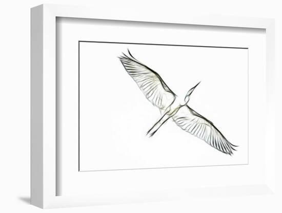 Great Egret in Flight, Digitally Altered-Rona Schwarz-Framed Photographic Print