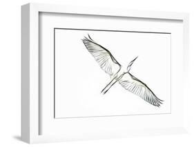 Great Egret in Flight, Digitally Altered-Rona Schwarz-Framed Photographic Print