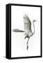 Great Egret in Flight Returning to Nest-Rona Schwarz-Framed Stretched Canvas