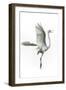 Great Egret in Flight Returning to Nest-Rona Schwarz-Framed Photographic Print