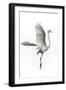 Great Egret in Flight Returning to Nest-Rona Schwarz-Framed Photographic Print