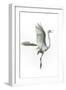 Great Egret in Flight Returning to Nest-Rona Schwarz-Framed Photographic Print