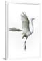 Great Egret in Flight Returning to Nest-Rona Schwarz-Framed Photographic Print