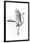 Great Egret in Flight Returning to Nest-Rona Schwarz-Framed Photographic Print