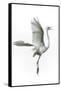 Great Egret in Flight Returning to Nest-Rona Schwarz-Framed Stretched Canvas