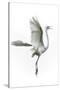 Great Egret in Flight Returning to Nest-Rona Schwarz-Stretched Canvas