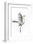 Great Egret in Flight Returning to Nest-Rona Schwarz-Framed Photographic Print