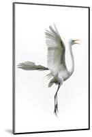 Great Egret in Flight Returning to Nest-Rona Schwarz-Mounted Photographic Print