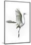 Great Egret in Flight Returning to Nest-Rona Schwarz-Mounted Photographic Print