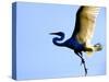 Great Egret in Flight, St. Augustine, Florida, USA-Jim Zuckerman-Stretched Canvas