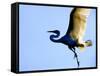 Great Egret in Flight, St. Augustine, Florida, USA-Jim Zuckerman-Framed Stretched Canvas