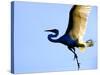 Great Egret in Flight, St. Augustine, Florida, USA-Jim Zuckerman-Stretched Canvas