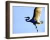 Great Egret in Flight, St. Augustine, Florida, USA-Jim Zuckerman-Framed Photographic Print