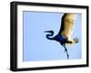 Great Egret in Flight, St. Augustine, Florida, USA-Jim Zuckerman-Framed Photographic Print