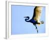Great Egret in Flight, St. Augustine, Florida, USA-Jim Zuckerman-Framed Photographic Print