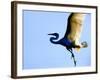 Great Egret in Flight, St. Augustine, Florida, USA-Jim Zuckerman-Framed Photographic Print