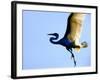 Great Egret in Flight, St. Augustine, Florida, USA-Jim Zuckerman-Framed Photographic Print