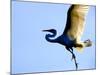 Great Egret in Flight, St. Augustine, Florida, USA-Jim Zuckerman-Mounted Photographic Print