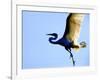 Great Egret in Flight, St. Augustine, Florida, USA-Jim Zuckerman-Framed Photographic Print