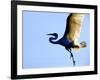 Great Egret in Flight, St. Augustine, Florida, USA-Jim Zuckerman-Framed Photographic Print