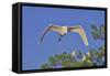 Great Egret in Flight-Gary Carter-Framed Stretched Canvas