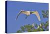 Great Egret in Flight-Gary Carter-Stretched Canvas