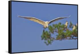 Great Egret in Flight-Gary Carter-Framed Stretched Canvas