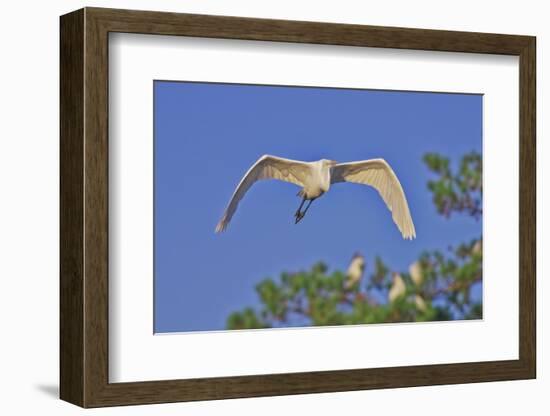 Great Egret in Flight-Gary Carter-Framed Photographic Print