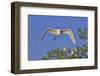 Great Egret in Flight-Gary Carter-Framed Photographic Print