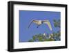 Great Egret in Flight-Gary Carter-Framed Photographic Print