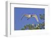 Great Egret in Flight-Gary Carter-Framed Photographic Print