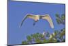 Great Egret in Flight-Gary Carter-Mounted Photographic Print