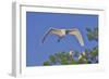 Great Egret in Flight-Gary Carter-Framed Photographic Print