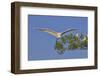 Great Egret in Flight-Gary Carter-Framed Photographic Print