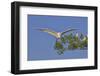 Great Egret in Flight-Gary Carter-Framed Photographic Print