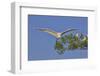 Great Egret in Flight-Gary Carter-Framed Photographic Print